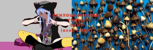 СК Новозыбков
