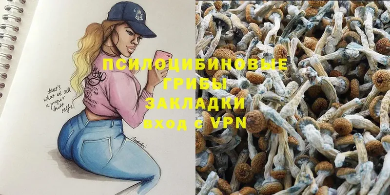 что такое   Мурманск  Галлюциногенные грибы Psilocybine cubensis 